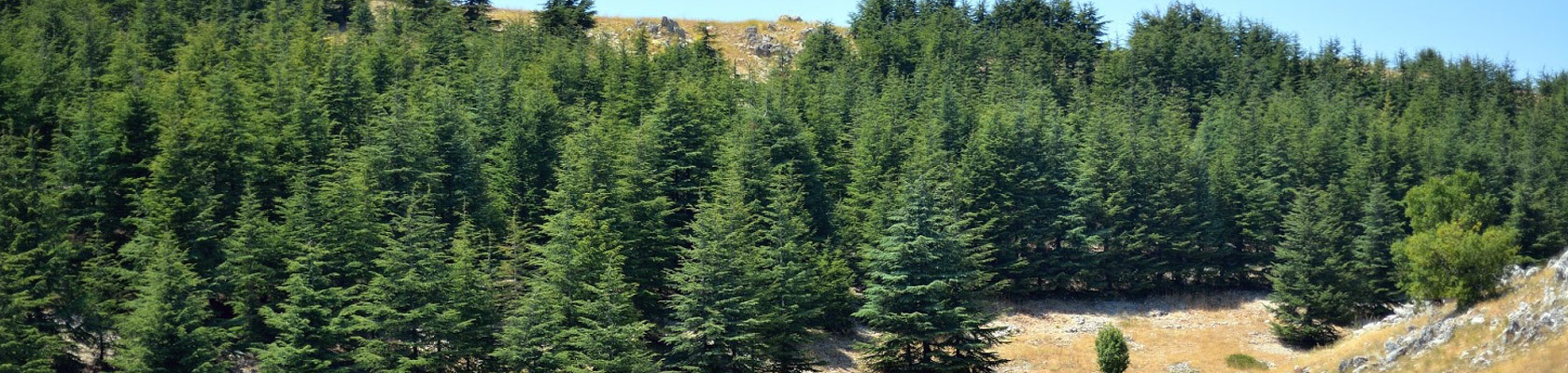 Cedars (al Barouq)