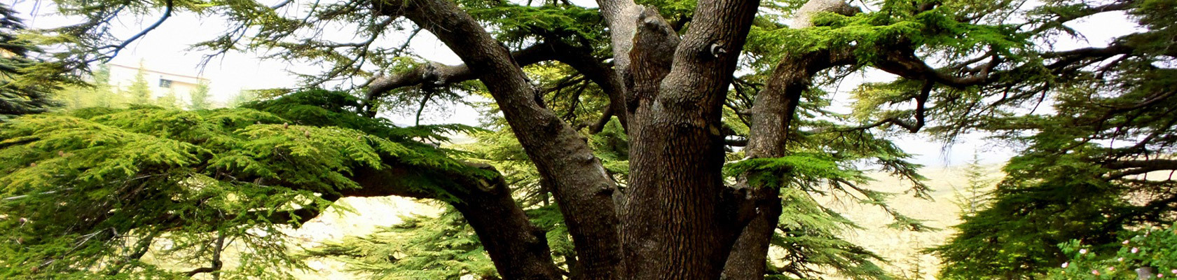 Cedars of God (Arz Al Rab)