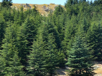 Cedars (al Barouq)