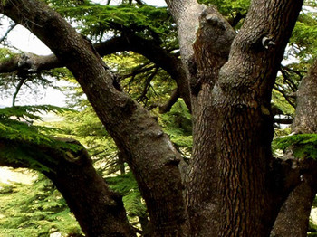 Cedars of God (Arz Al Rab)